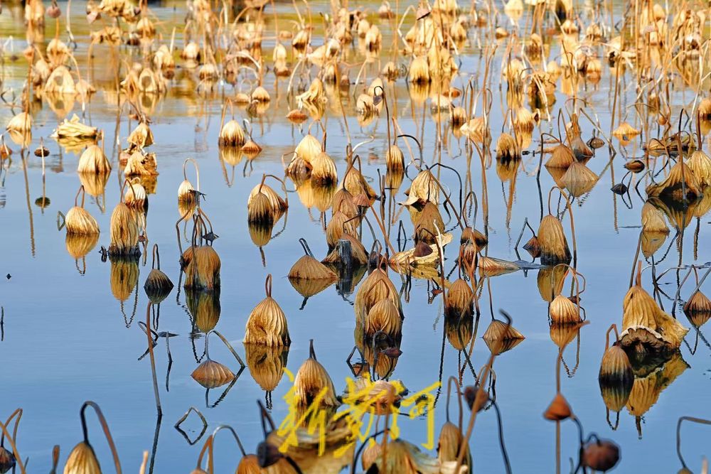 大明湖畔上演残荷风光，尽显冬日美景