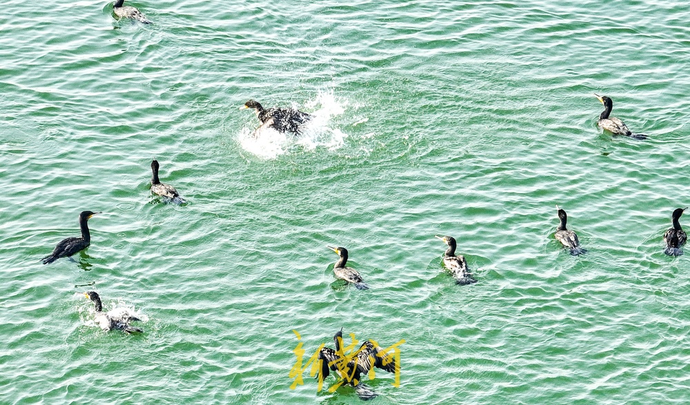 鸬鹚迁徙越冬，组团落户济南玉清湖沉沙池