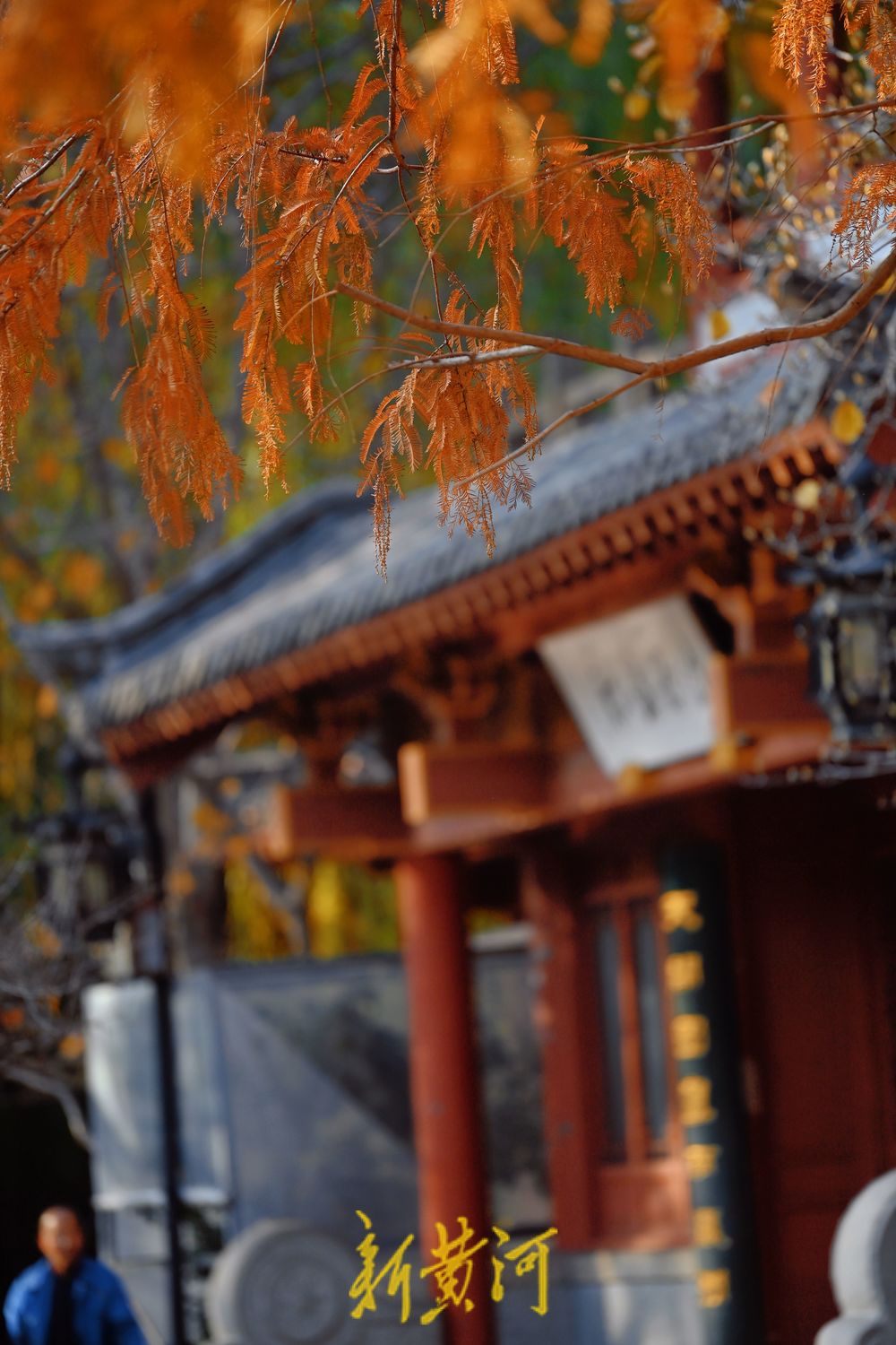 趵突泉畔水杉树红叶浸染美如画