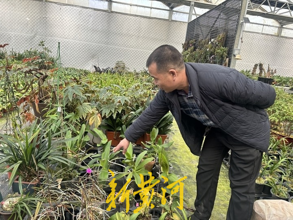 本地花农培育本土蝴蝶兰 领跑济南年宵花市场，成新春消费“香饽饽”