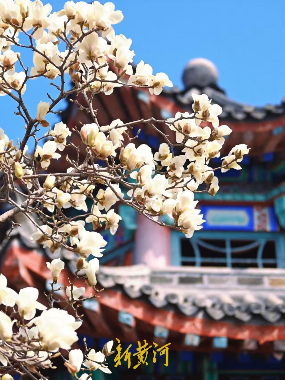 已进入最佳观赏期，大明湖得月亭白玉兰怒放