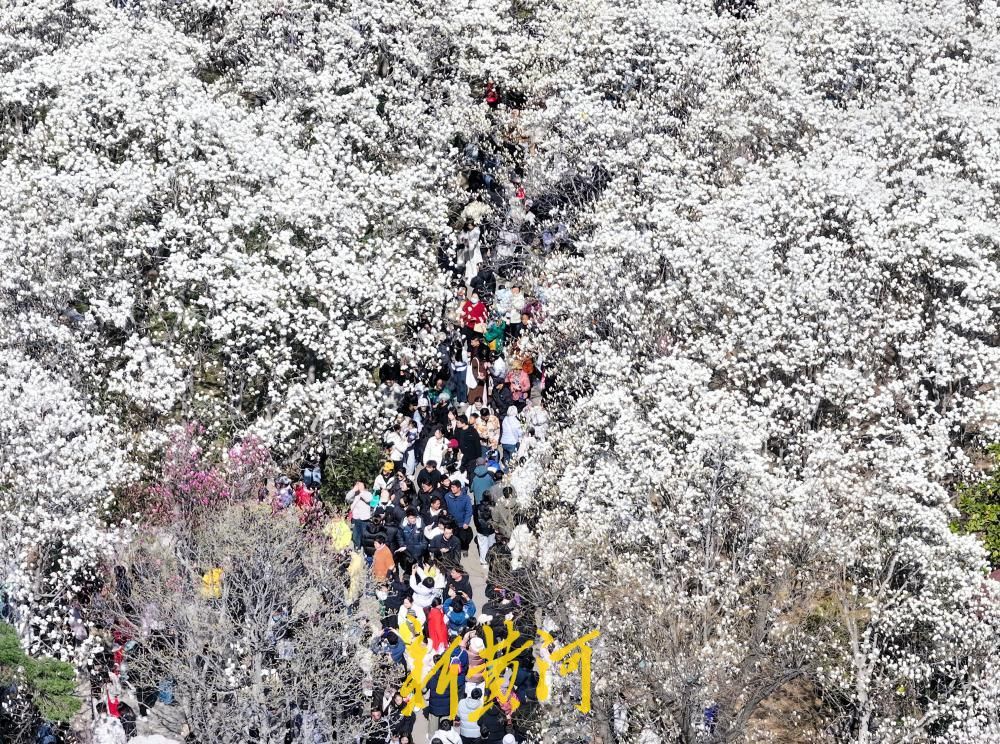 济南春天第一波顶流登场,和百花公园玉兰花撞个满怀吧!