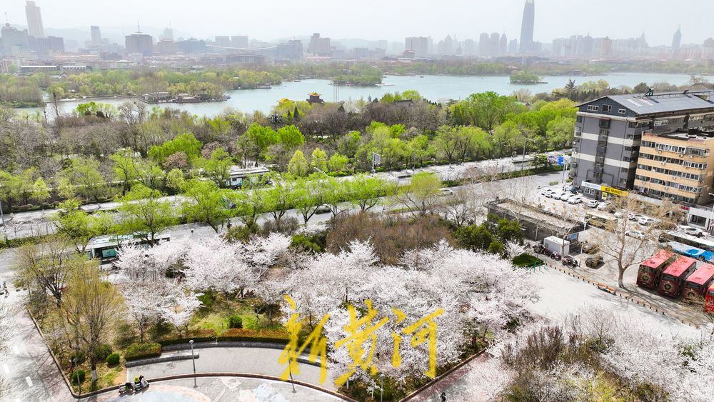 一路一场携手成景 樱花景观带迎来最美时光