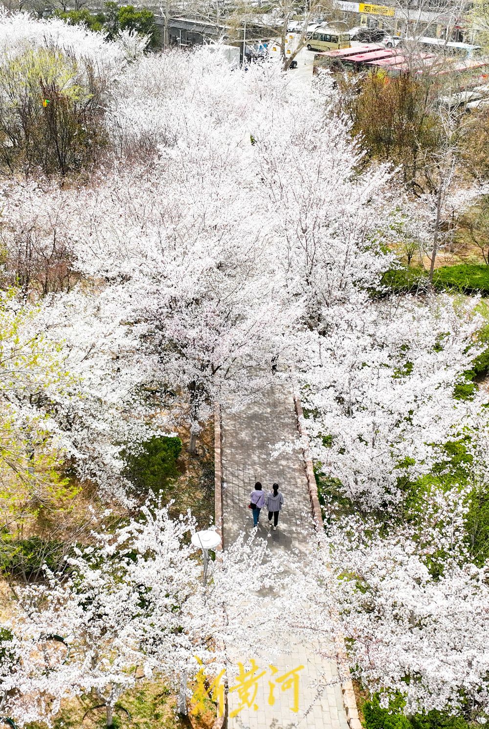 一路一场携手成景 樱花景观带迎来最美时光