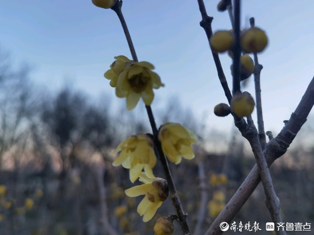 蜡梅飘香迎小寒，千佛山上市民纷纷来赏花