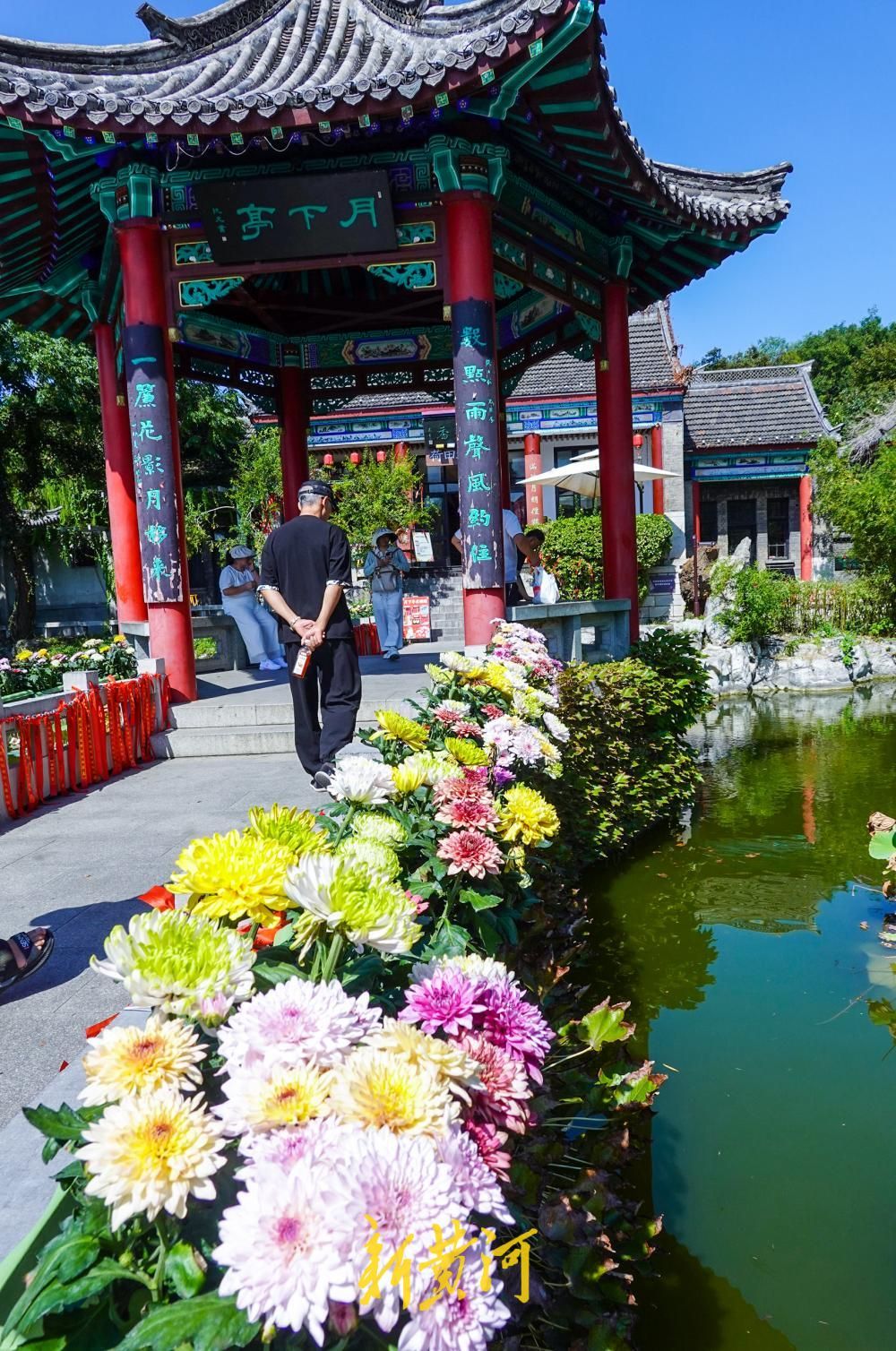济南大明湖月下亭金秋菊花展启幕，数百盆菊花扮靓明湖秋色