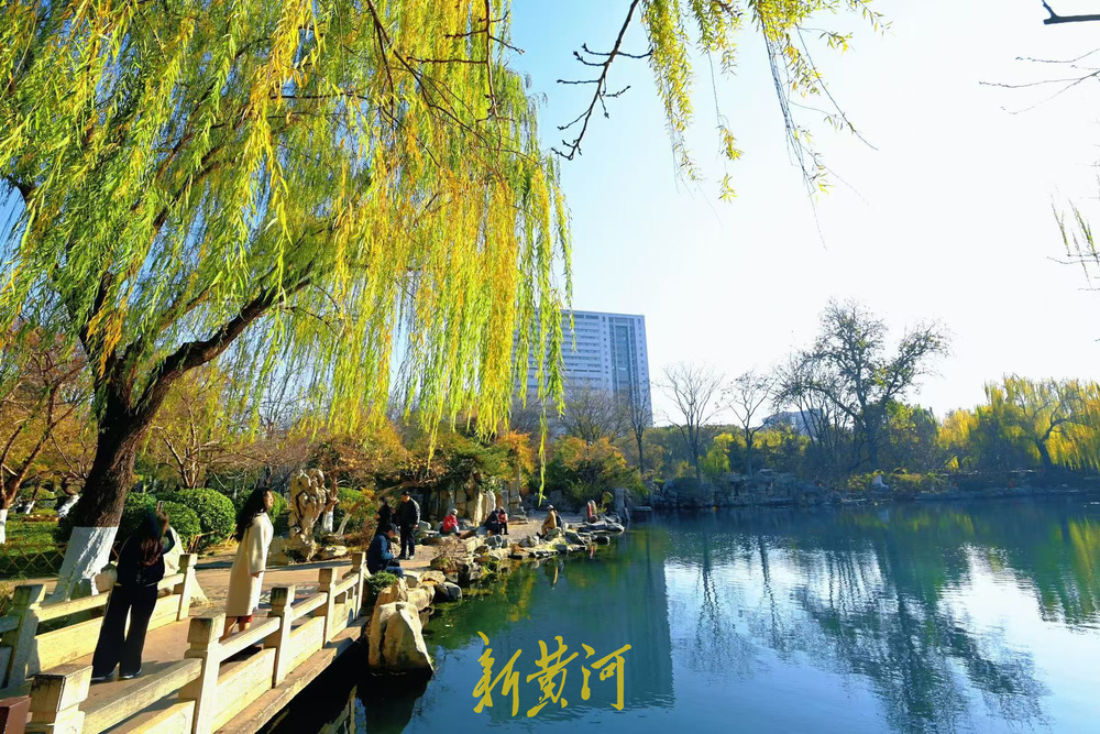 济南泉畔翠柳披“金”绘就冬日美景