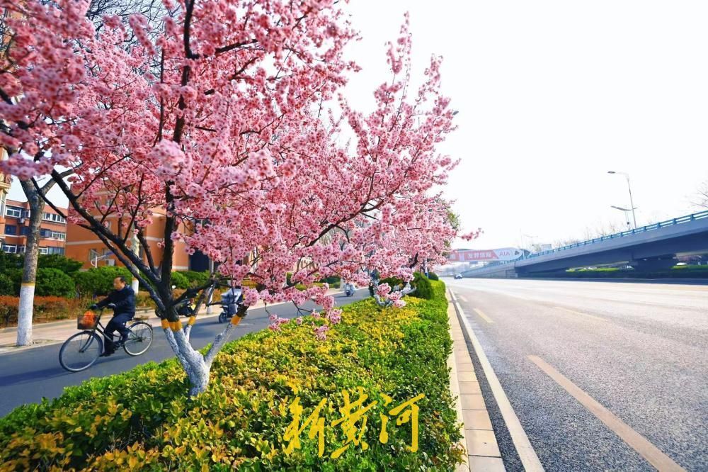 经十路最美春色上线 道路两侧美人梅迎风盛开