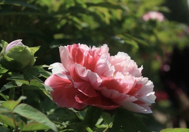 万株牡丹齐绽放！济南植物园50余品种牡丹盛放 九大色系醉春光