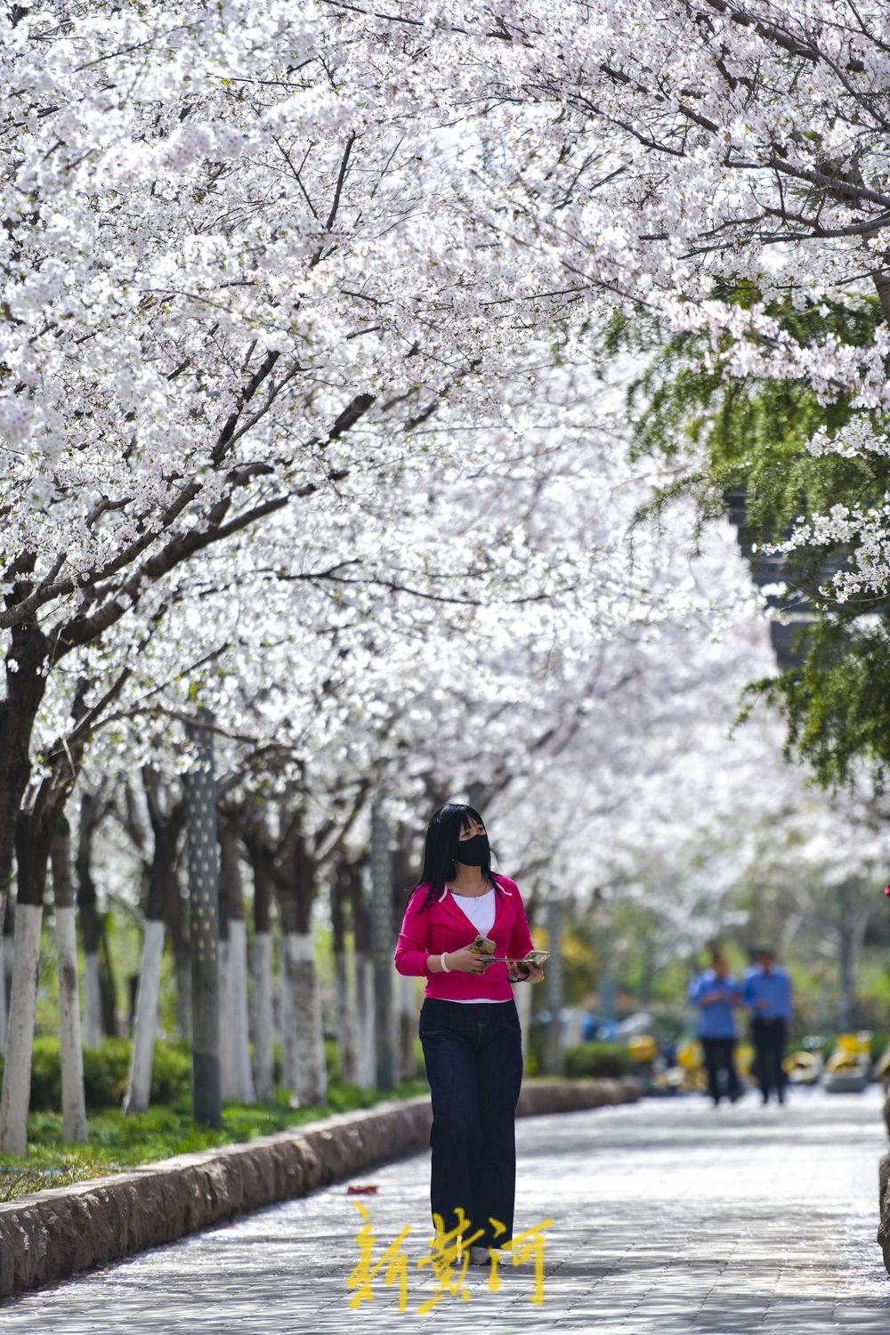 樱花广场迎来烂漫时 500多株轮番绽放