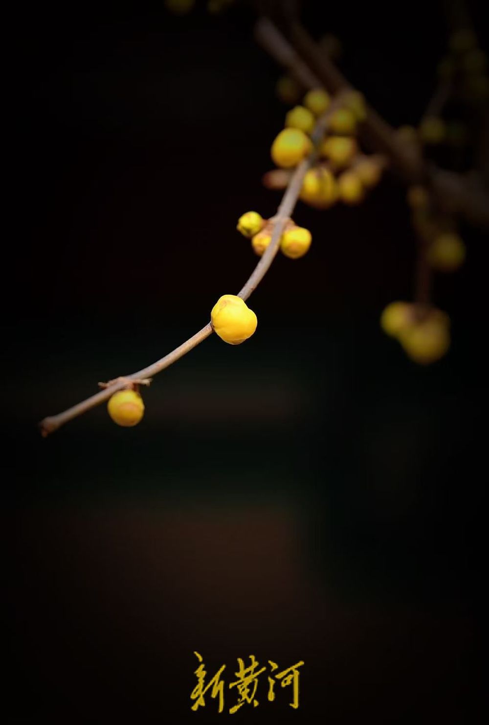 济南趵突泉沧园腊梅含苞待放 香气四溢引游客