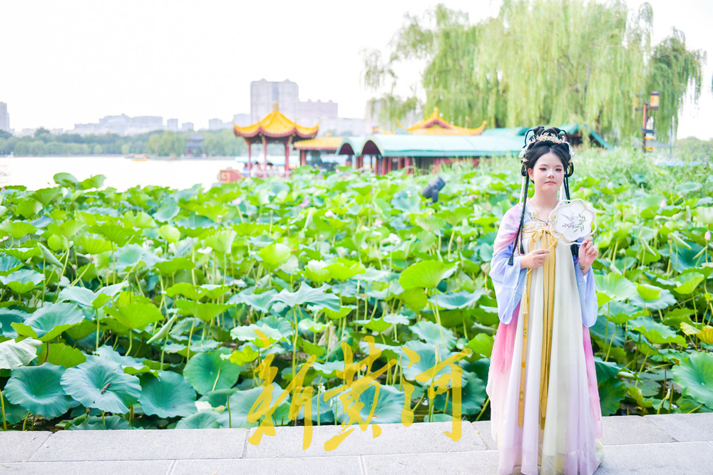 明湖堤岸变身网红打卡点  沉浸式体验“夏雨荷”赏荷