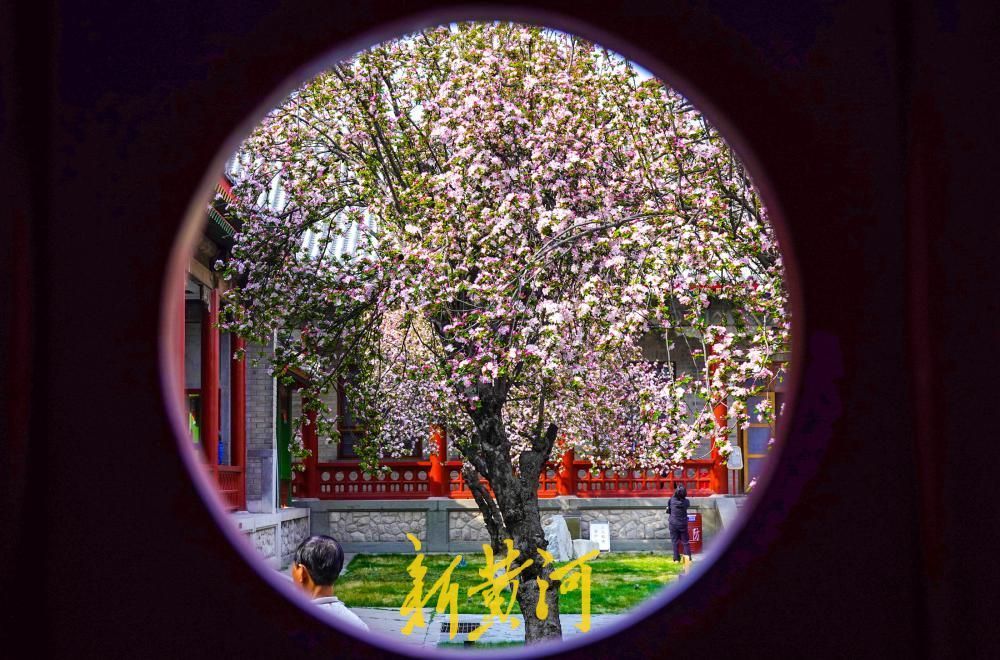 一年四季 泉在济南丨百年老街邂逅春日花事 古建筑博物馆迎来首个赏花季