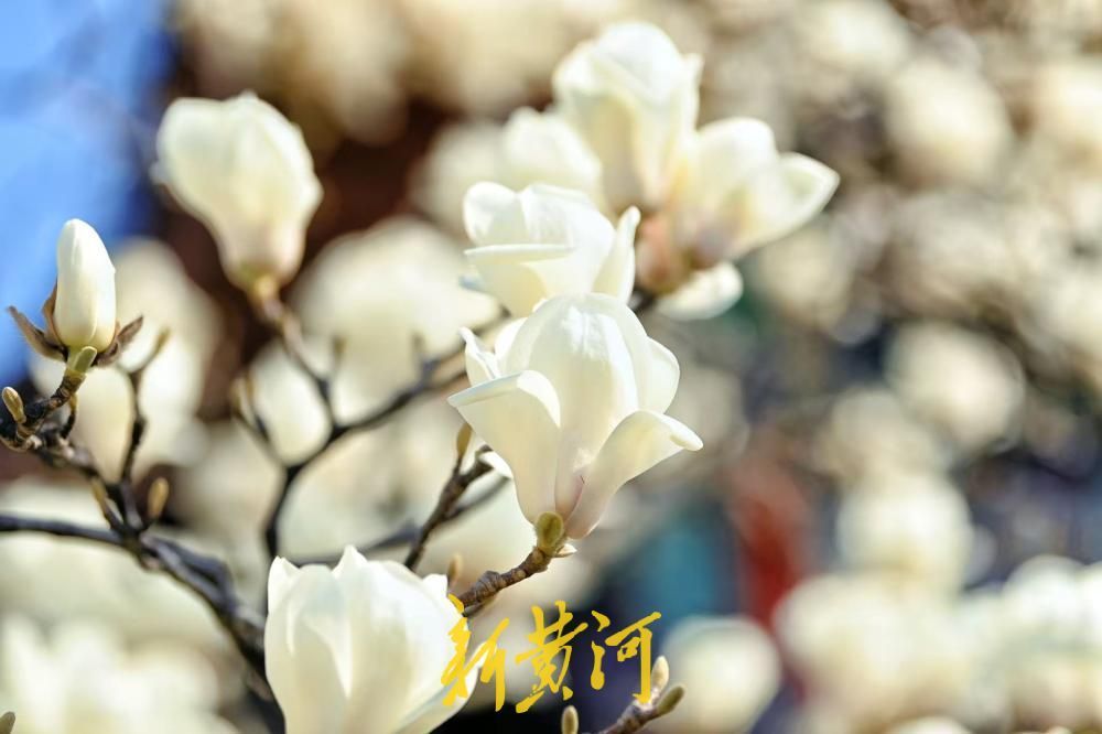 已进入最佳观赏期，大明湖得月亭白玉兰怒放