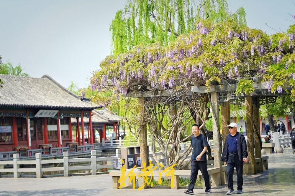 济南大明湖畔紫藤花盛开 邂逅紫色浪漫