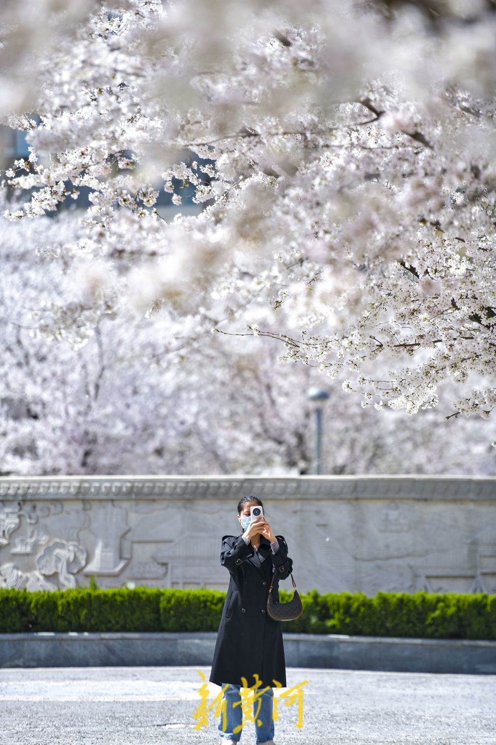 樱花广场迎来烂漫时 500多株轮番绽放
