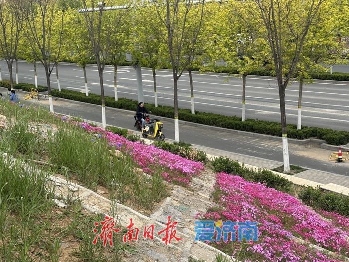长岭山南路福禄考盛放 粉色花毯扮靓泉城街头济南