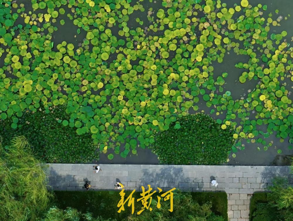 雨润泉城荷韵浓 济南大明湖一池碧绿醉盛夏