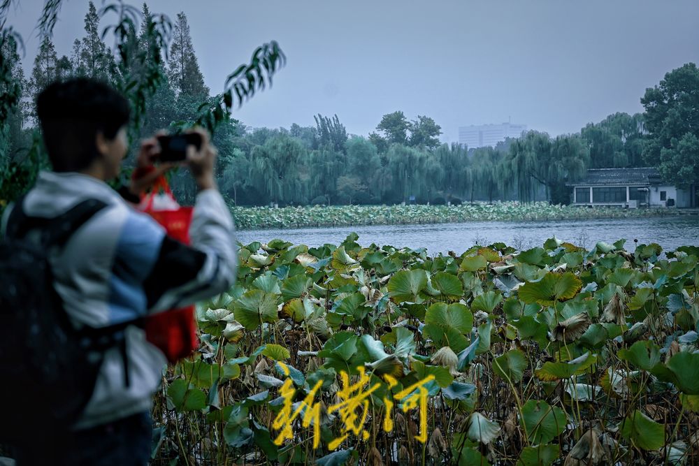 大明湖畔秋雨落残荷