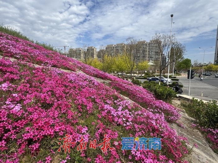 长岭山南路福禄考盛放 粉色花毯扮靓泉城街头济南