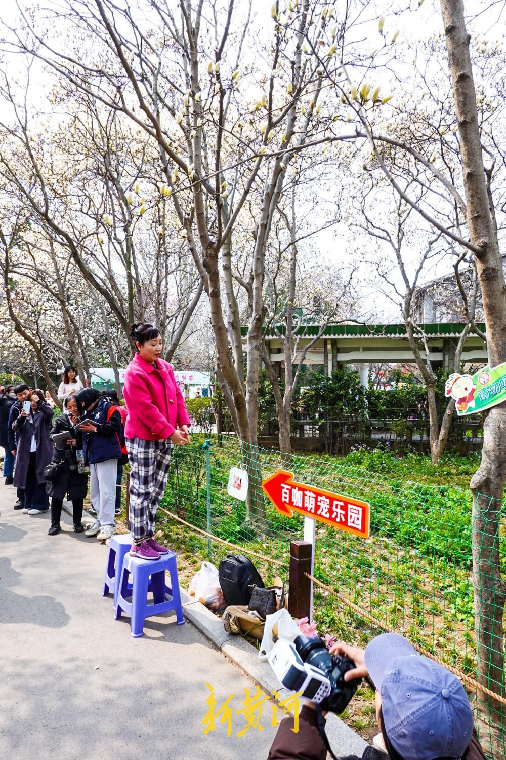 济南：赏花游带火“梯子上的商拍经济”