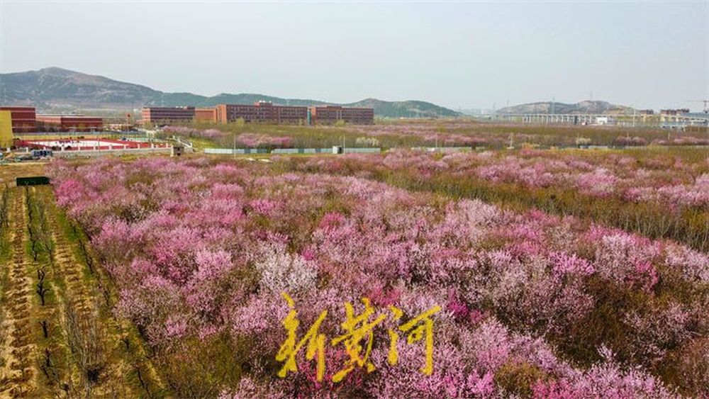 济南最美地铁线迎来赏花季 列车穿行粉色花海