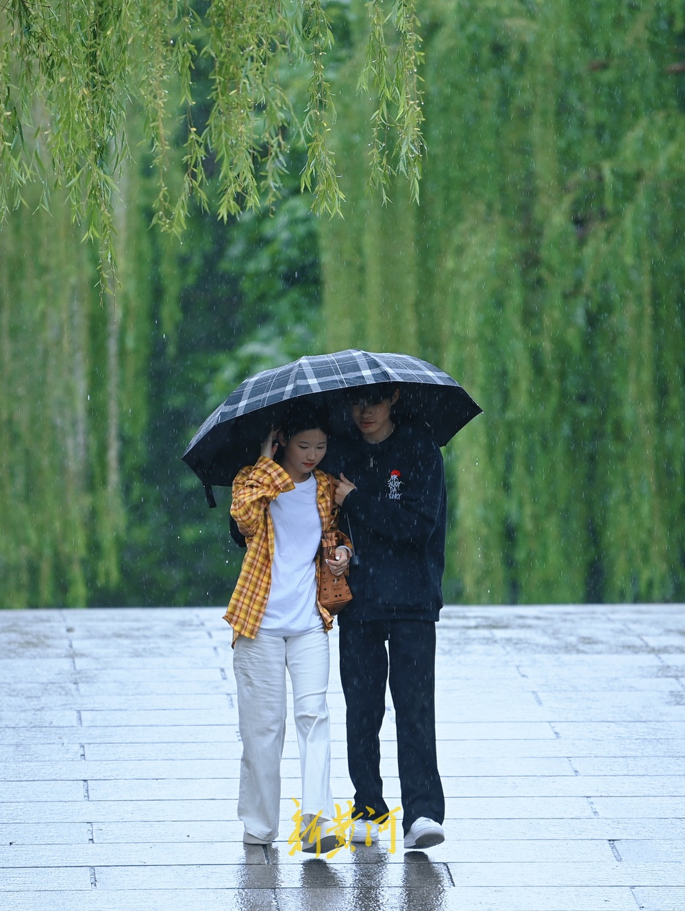雨中漫步大明湖，邂逅翠绿朦胧中的浪漫