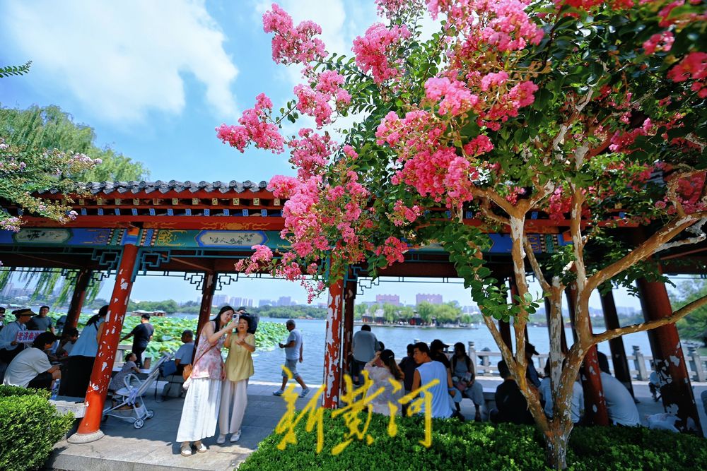 大明湖畔，紫薇等你