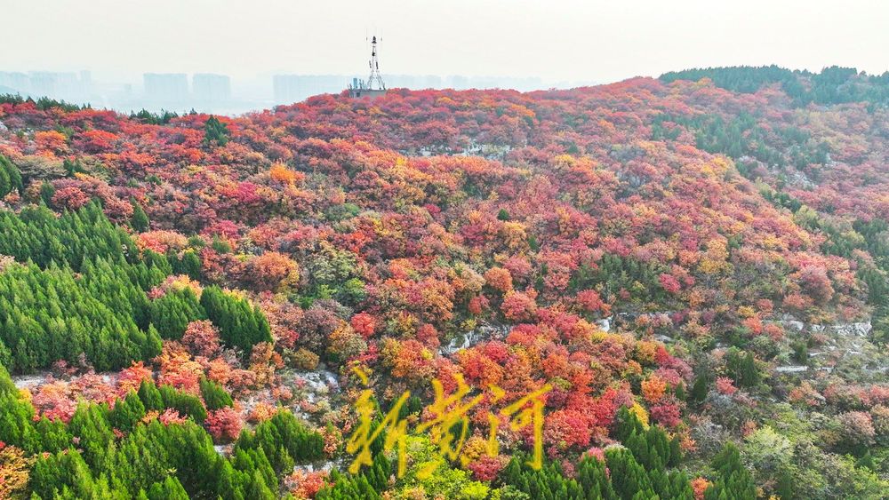 深秋时节，济南西部城区红叶漫山