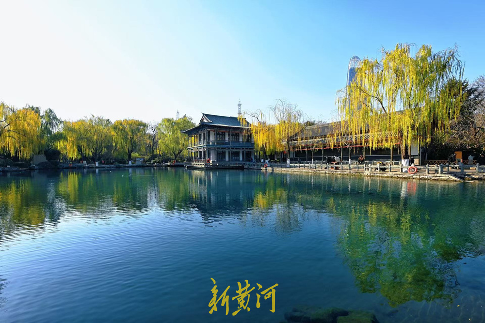 济南泉畔翠柳披“金”绘就冬日美景