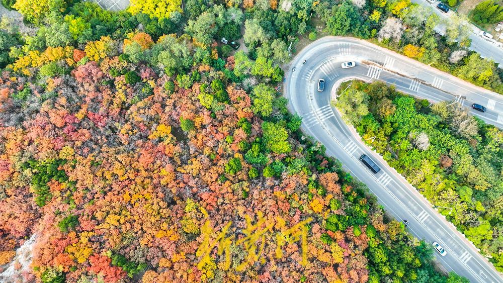 深秋时节，济南西部城区红叶漫山