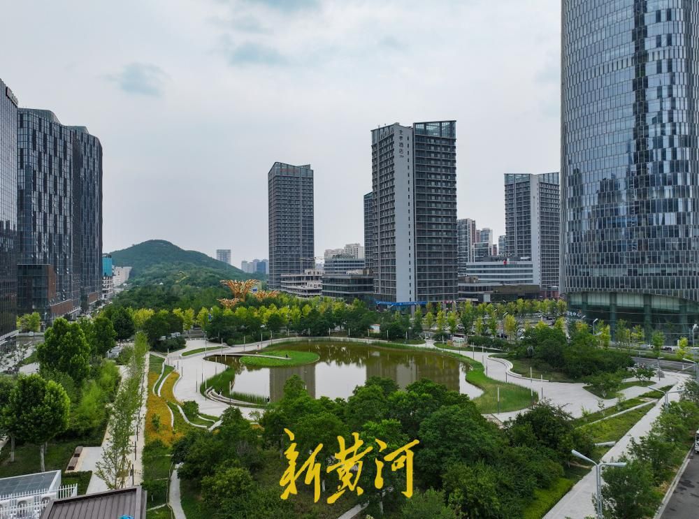 夏至荷韵！济南CBD“五指山”下风景独好