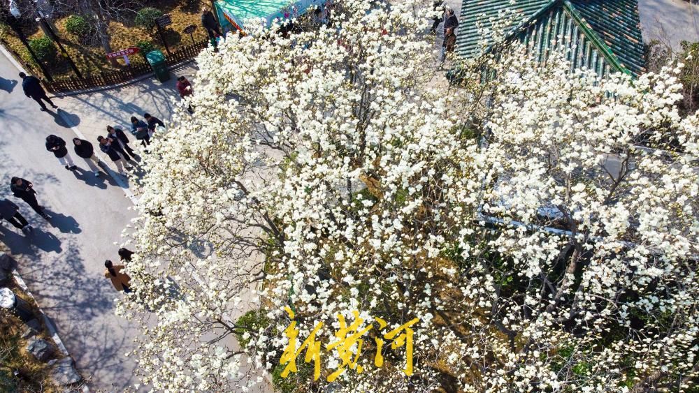 玉兰花海惊艳亮相，济南百花公园春色“撩人”