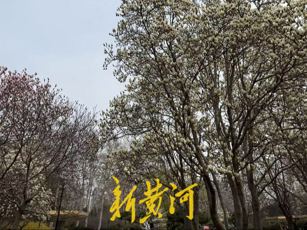 泉城春日“顶流”上线,百花公园玉兰盛放,吸引市民游客拍照打卡