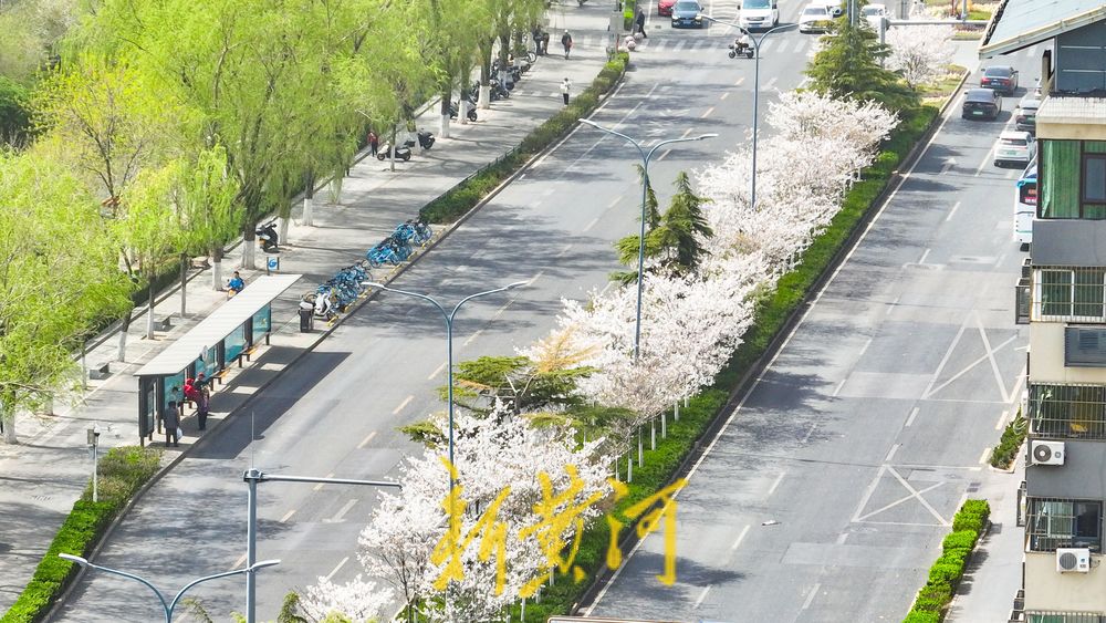 一路一场携手成景 樱花景观带迎来最美时光
