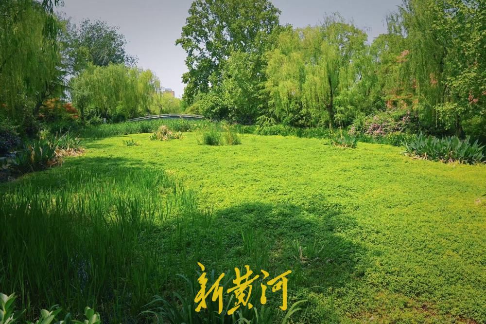 大明湖遐园藏着“莫奈花园”，随手一拍就是无滤镜大片