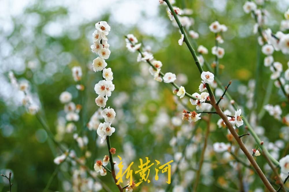 惊蛰花开，济南五龙潭春花怒放