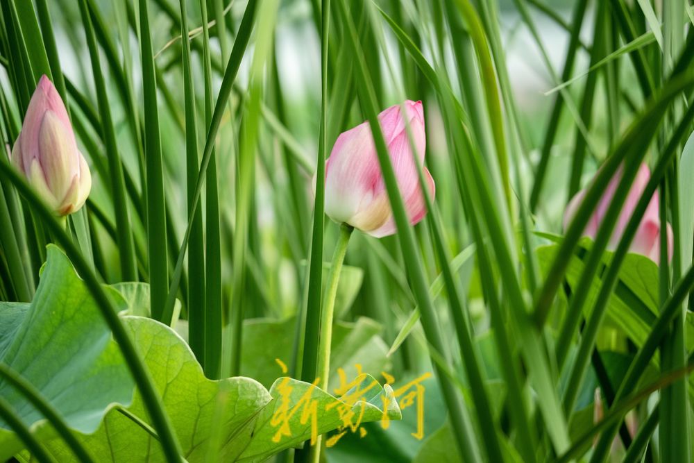 荷风夏韵！华山湖绘就盛夏生态图