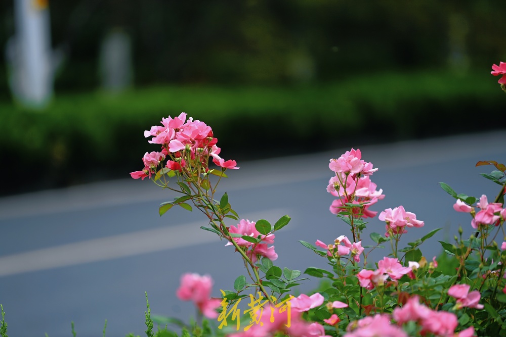 浪漫“月季花廊”扮靓济南西城  