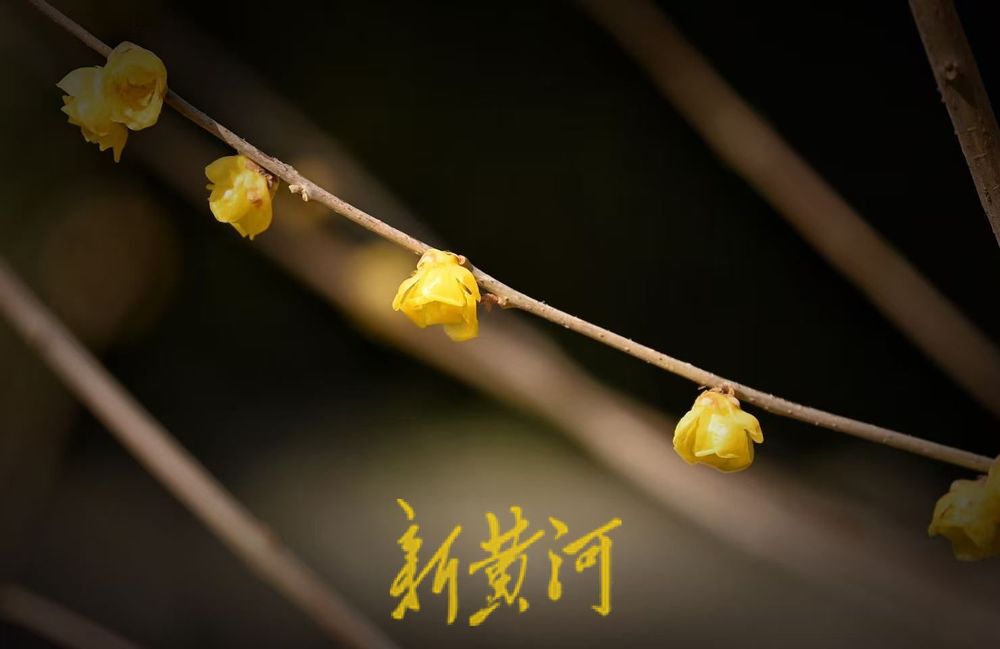 大明湖北岸铁公祠腊梅盛放 飘香引客来  