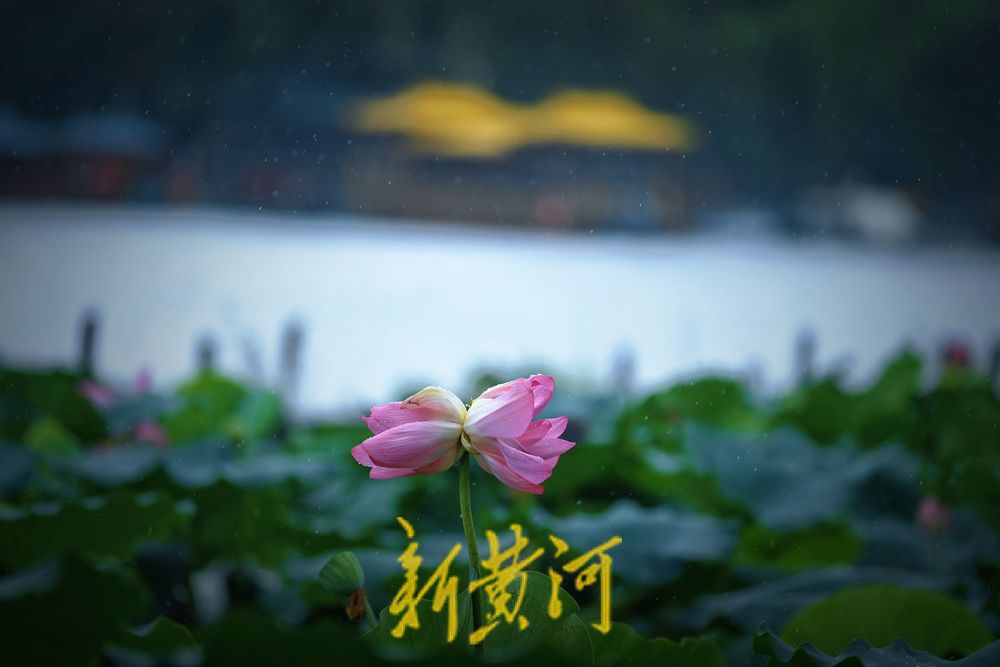 惊艳！大明湖并蒂莲雨中绽放摇曳生姿