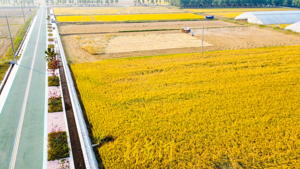 惊艳！穿稻田带你穿越济南绝美的越济金黄稻田