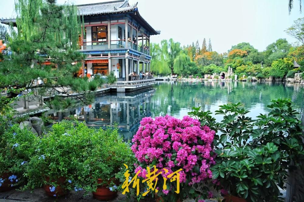 济南五龙潭新添美景，三角梅盛放绘就秋日画卷
