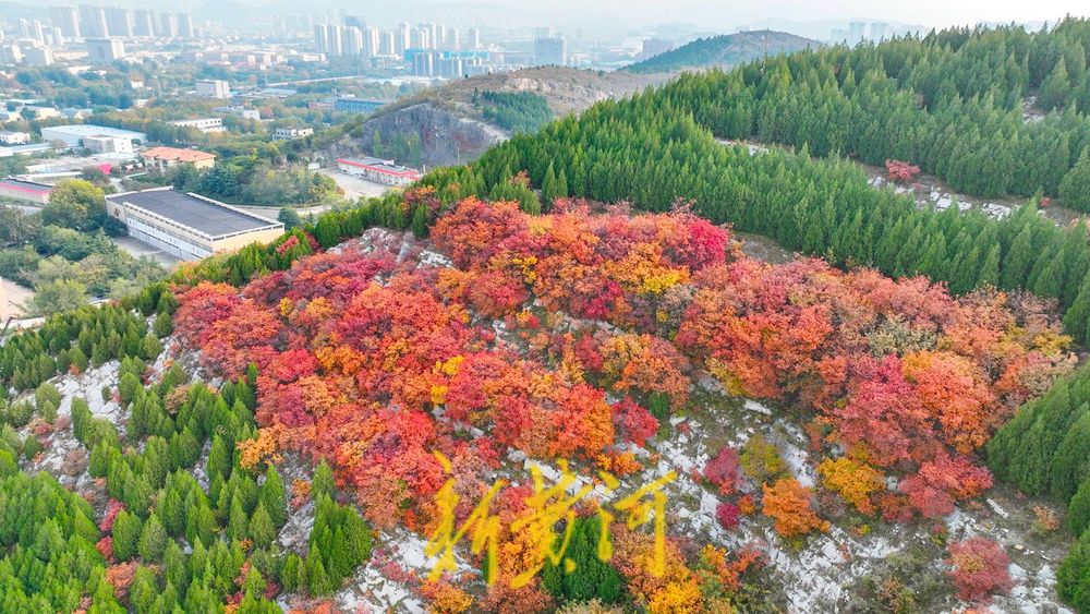 深秋时节，济南西部城区红叶漫山