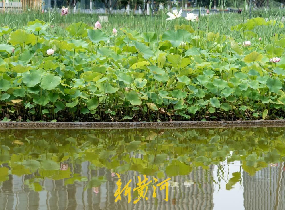 夏至荷韵！济南CBD“五指山”下风景独好