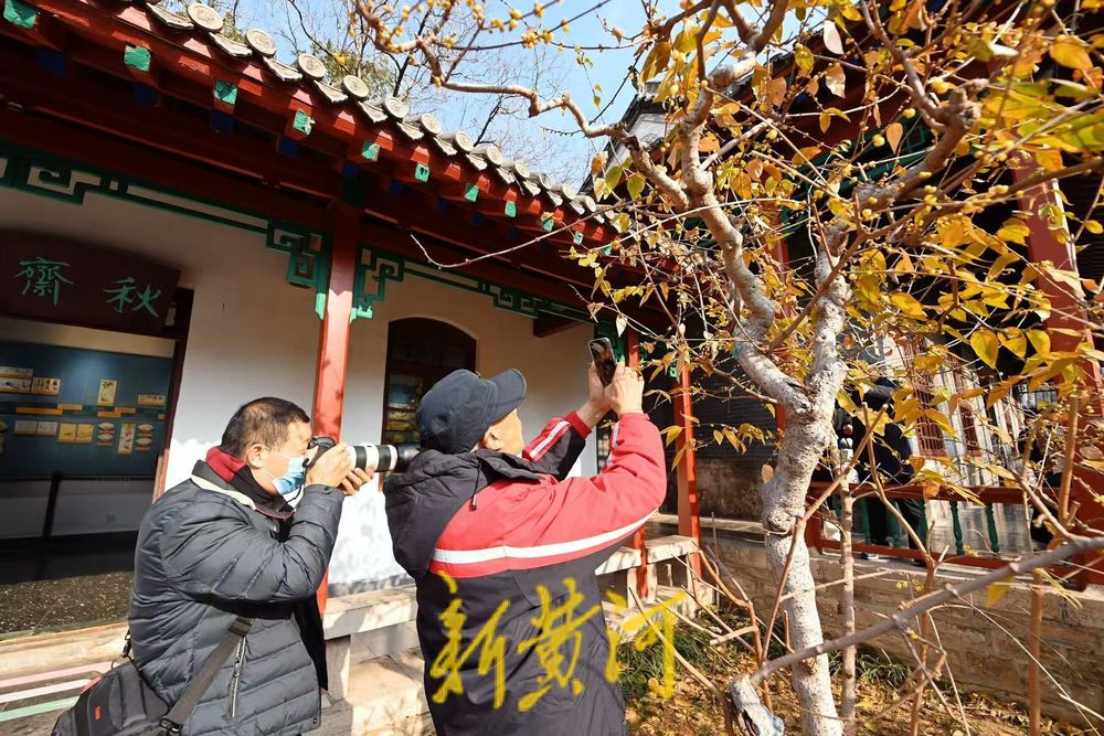 济南趵突泉沧园腊梅含苞待放 香气四溢引游客