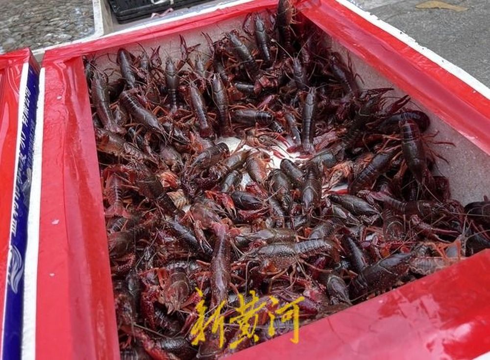 济南小龙虾市场：价格下降消费热情高涨，本地龙虾错峰抢市场