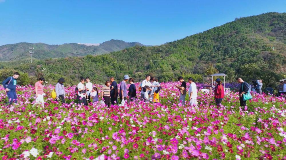 山东济南：秋日限定浪漫 九如山花海绽放