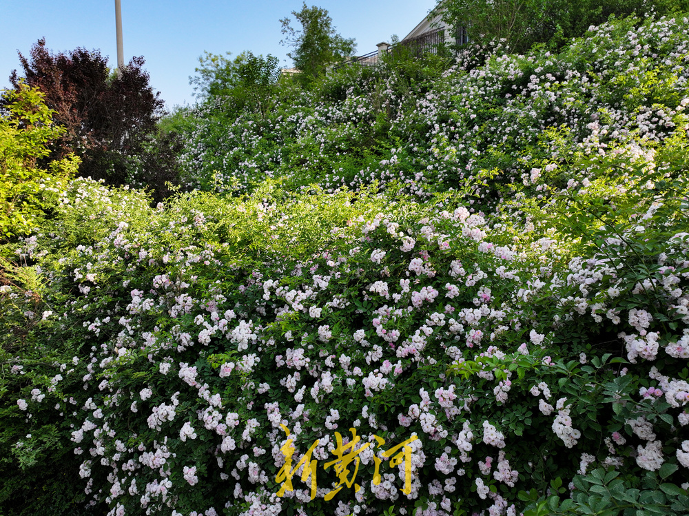 夏日浪漫！奥体东路“蔷薇瀑布”扮靓泉城