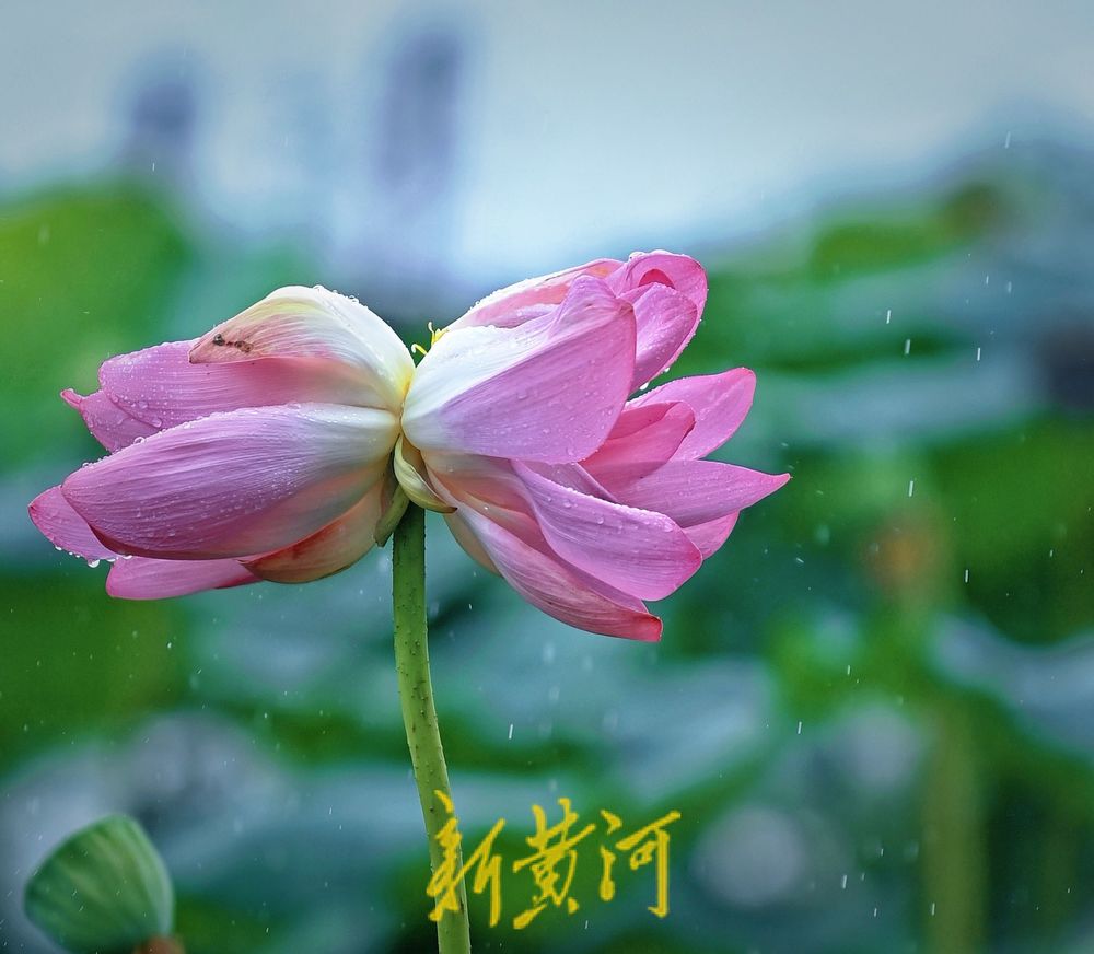 惊艳！大明湖并蒂莲雨中绽放摇曳生姿